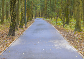 Fototapeta premium Autumn trail among pines. Reflective pathway through dense pine forest during overcast weather