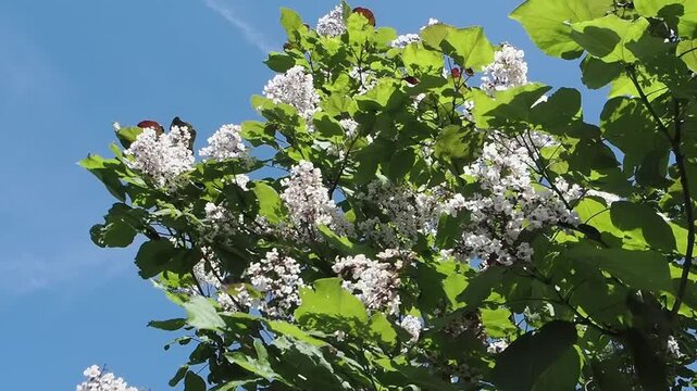 Catalpa x erubescens 'Purpurea' (Purple Hybrid Indian Bean Tree) featuring lush leaves and white summer flowers against a blue sky, garden and gardening stock video footage clip