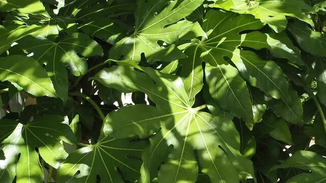 Fatsia Japonica a green leaf semi evergreen shrub commonly known as castor oil plant, gardening stock video footage clip