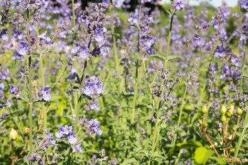 Obraz premium Horizontal macro of delicate purple catmint flowers growing on thin green stems against a soft, natural background. Great for botanical prints, nature textures, and calming garden themes.
