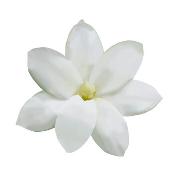 Jasmine white flower watercolor. Hand drawn bud delicate. Clip art botanical on white background. Ideal for logo of tea and aromatic products from jasmine. A serene representation of jasmine petals.