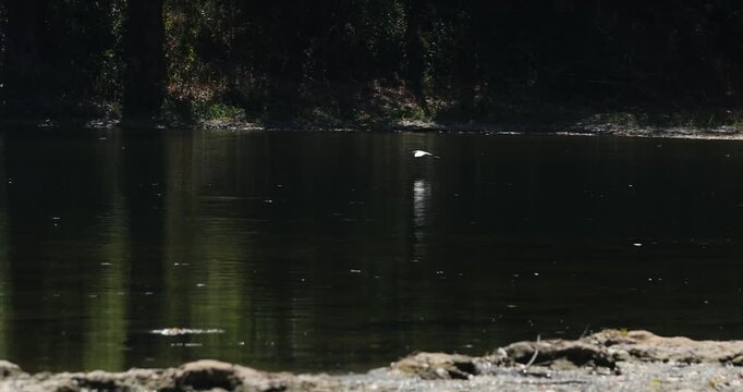 Cattle Egret and reflection in water