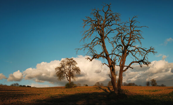 Painterly landscape with a beautiful dead tree in dramatic warm sunlight, stunning clouds over the horizon and deep blue sky