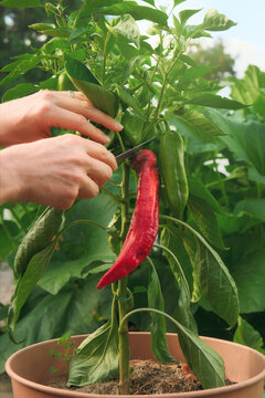 Gardening and harvesting homegrown red peppers from a pot in organic garden. Closeup of hands cutting vegetables. 