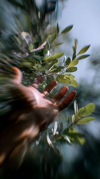 Hand reaching into green leaves with dramatic motion blur effect