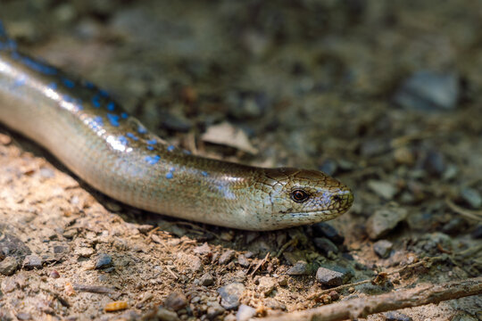 Macro View of Male Slow Worm Legless Lizard with Blue Spots Slithering on Soil in the Balkan Mountains, Bulgaria.