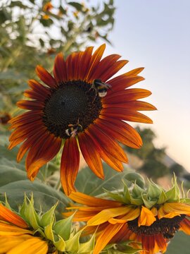 Abejorros sobre un girasol con colores rojizos en verano