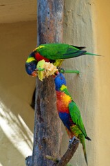 colorful parrot on a branch © bustomsza