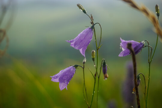 Purple harebell flowers covered with raindrops in a Siberian field