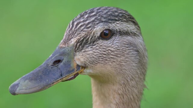 Mallard duck (Anas platyrhynchos) female in closeup. July, Kent, UK [Half speed]