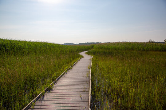 Wooden Boardwalk Winding Through Green Marsh Under Summer Sunlight