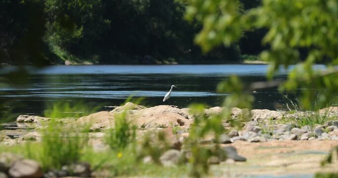 Cattle Egret and fishing on the Dordogne river