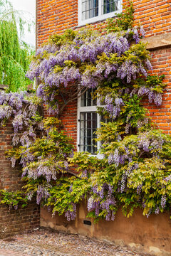 Wisteria on Historic Brick House Canterbury England