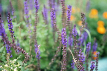 Obraz premium Purple salvia sage flowers blooming in green outdoor garden. Concept of herbal medicine, aromatherapy, landscaping, honey plant and botanical species.