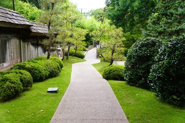Fototapeta premium Curved paved Japanese garden path bordered by trimmed shrubs, wooden fence, stone lantern, and bridge leading through lush greenery near Fort Worth Botanic Gardens, Texas, U.S