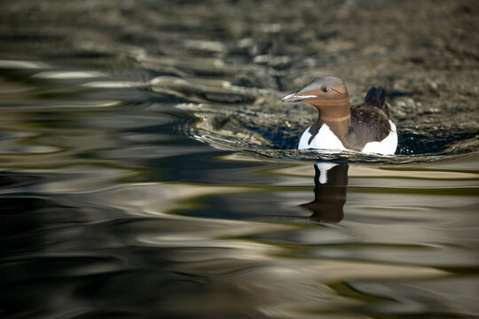 Br&uuml;nnich's Guillemot (Uria lomvia,Thick-billed murre)
 swimming in Arctic waters, Svalbard, Norway