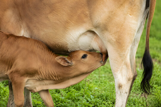 Newborn calf suckling milk from mother cow