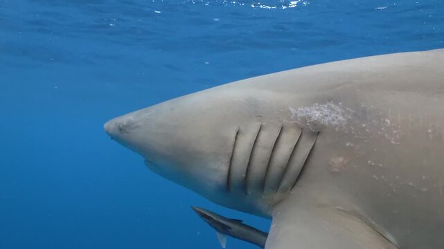 Large lemon shark swimming peacefully in open deep blue ocean waters with remora attached to its side.