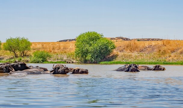 A large herd of Anatolian water buffalo (Bubalus bubalis) is cooling off in the Tigris River amidst the scorching summer heat.