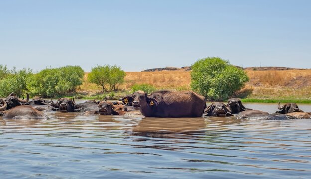 A large herd of Anatolian water buffalo (Bubalus bubalis) is cooling off in the Tigris River amidst the scorching summer heat.