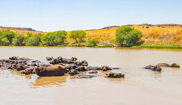 A large herd of Anatolian water buffalo (Bubalus bubalis) is cooling off in the Tigris River amidst the scorching summer heat.
