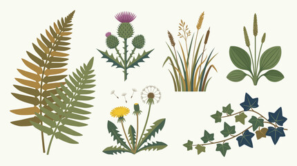 Set of various wild forest plants and meadow herbs illustration. © Abhinaya Project