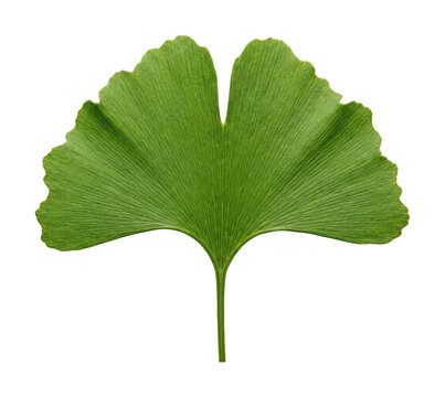 Fresh ginkgo biloba leaf png green ginkgo leaf cutout vibrant ginkgo biloba leaf png single ginkgo isolated transparent background image