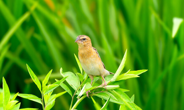 Asian Golden Weaver Perched Among Bright Leaves