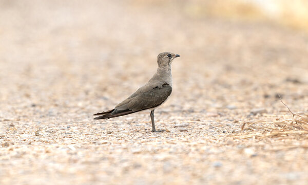 Oriental Pratincole Standing on Sunlit Gravel Plain