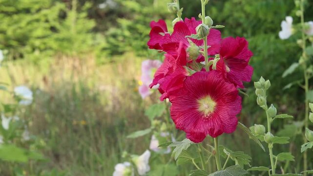 Bright pink mallows in the summer garden on a blurred green background. Beautiful blooming pink mallows close-up. Stem with pink flowers on a blurred green background. Natural background.