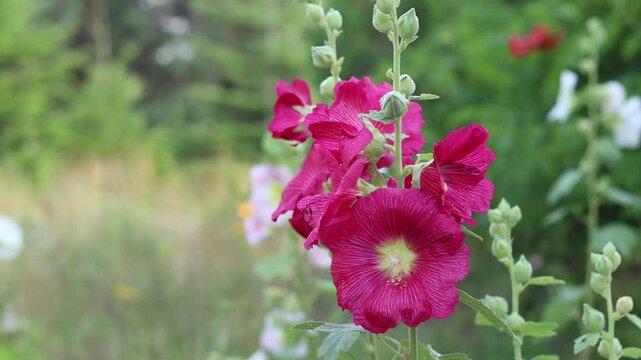 Bright pink mallow flowers in the wind. Stem with pink flowers on a blurred green background. Natural background. Beautiful blooming pink mallows close-up