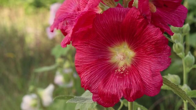 Bright pink mallows in the summer garden on a blurred green background. Beautiful blooming pink mallows close-up. Stem with pink flowers on a blurred green background. Natural background.
