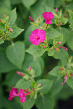 Bright pink mirabilis jalapa flowers blooming in outdoor garden. Concept of floral background, outdoor plants, landscape design and botanical species.