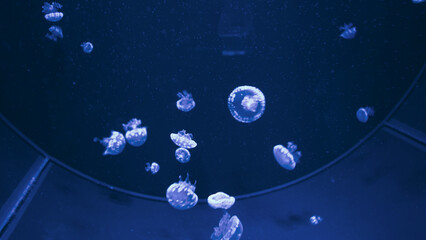Small spotted jellyfish swimming in deep blue illuminated water inside aquarium tank © Вита Курило