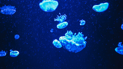 Small spotted jellyfish swimming in deep blue illuminated water inside aquarium tank © Вита Курило
