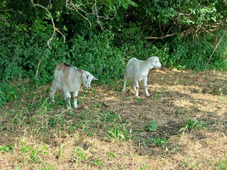 Fototapeta premium Two white domestic goats grazing on green grass in a sunny countryside field