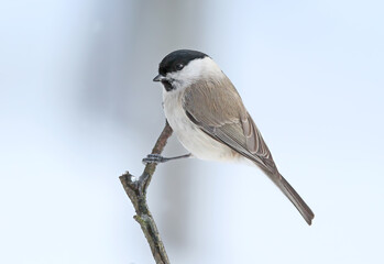 A cute marsh tit perched elegantly on a mossy twig against a soft, bright winter background. © VOLODYMYR KUCHERENKO
