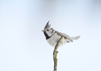 A crested tit clinging to the top of a mossy vertical twig, viewed from a low angle. © VOLODYMYR KUCHERENKO