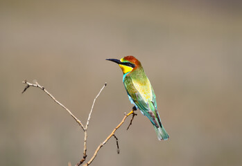 Obraz premium A colorful young European bee-eater perched gracefully on a thin, dry branch against a soft background.