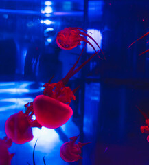 Group of red bioluminescent medusas floating inside an illuminated public aquarium tank displaying marine life and underwater ecology. © Вита Курило