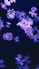 Group of glowing ultramarine Phyllorhiza punctata medusas floating vertically in dark water, featuring intricate flower-like tentacles and copy space. © Вита Курило