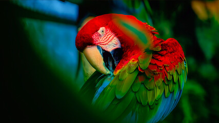 Colorful scarlet macaw grooming its vibrant red, green, and blue feathers. © YOUSEF