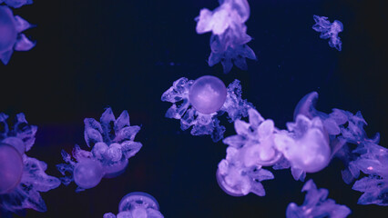 Group of glowing ultramarine Phyllorhiza punctata medusas floating vertically in dark water, featuring intricate flower-like tentacles and copy space. © Вита Курило