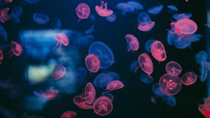 Vertical shot of vibrant glowing pink moon jellyfish swimming in deep blue water with glowing bokeh and dark reflection, ideal for futuristic background. © Вита Курило