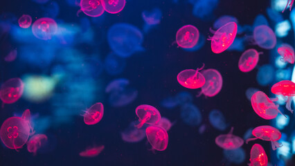 Vertical shot of vibrant glowing pink moon jellyfish swimming in deep blue water with glowing bokeh and dark reflection, ideal for futuristic background. © Вита Курило