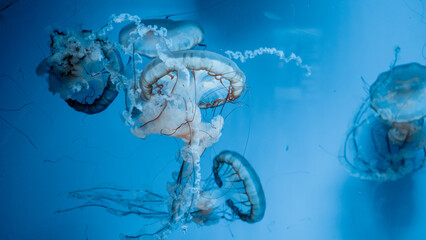 Pacific sea nettle jellyfish swimming in clear blue water aquarium display © Вита Курило