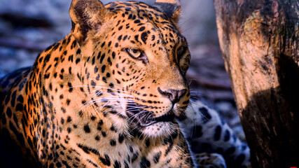 A magnificent leopard resting near a tree trunk in natural light. © YOUSEF