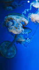 jellyfish, medusa, sea nettle, blue, cyan, electric blue, bioluminescence, glowing, underwater, ocean, deep sea, vertical, macro, close up, detailed, translucent, ruffled, frills, tentacles, oral arms © Вита Курило