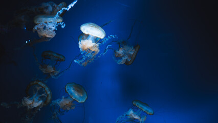 Vertical macro close up of a Pacific sea nettle jellyfish swimming in deep blue illuminated aquarium water © Вита Курило
