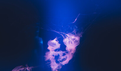 Pair of glowing pink jellyfish with long tentacles swimming in deep blue dark water © Вита Курило